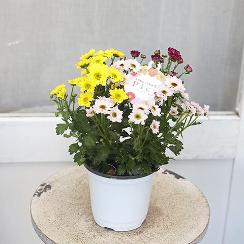 Amazon.co.jp: 花苗 エクセレントマム ピコ ポットマム 3色植え Amazon.co.jp: 花苗 エクセレントマム ピコ ポットマム 3色植え