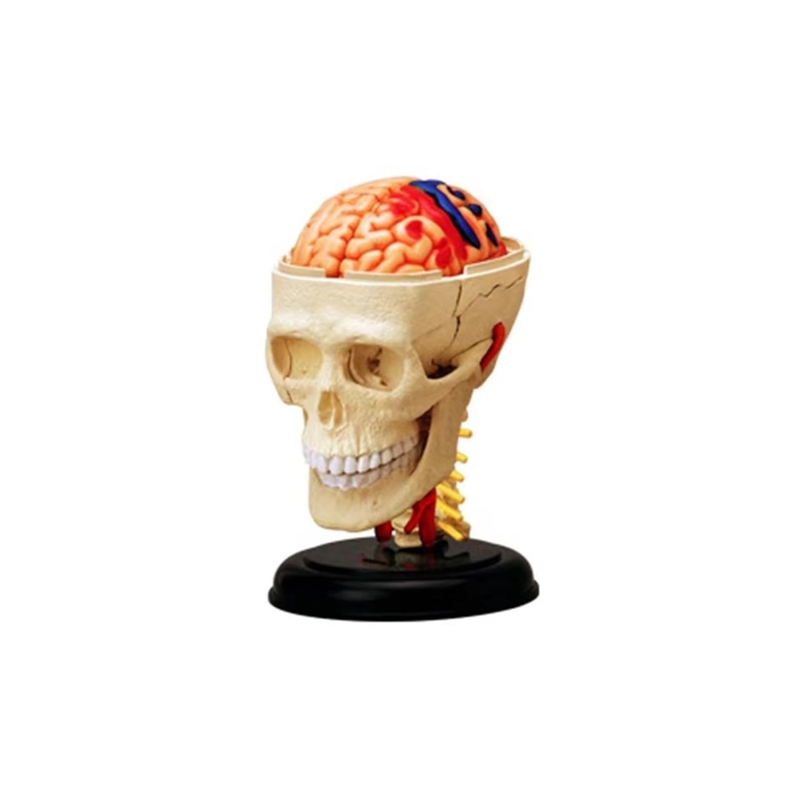4d Replika Modelu Anatomii Człowieka Czaszki Model Mózg Organy Ciała Zaopatrzenie I Sprzęt Medyczny