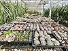 【マルイ農園】多肉植物 カット苗 韓国苗4種含むランダム12種類お任せパック 寄植え 苗 本物 観葉植物 #4