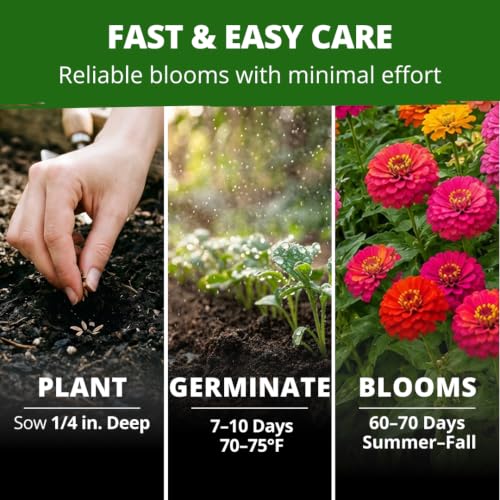Image of HOME GROWN Zinnia Seeds for Planting Thumbelina 3,000 Seeds (14g - 1 /2oz) - Dwarf Zinnia Flower Seeds, Mixed Colors, Easy Flowers to Plant Outside, USDA Zones 3-10 (Zinnia Elegans)