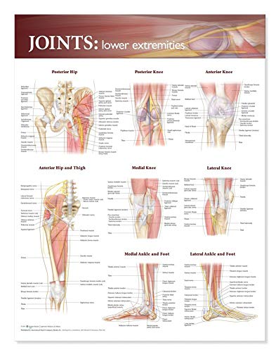 Joints: Lower Extremities