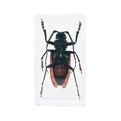 Miniatura 8 de Especímenes reales de insectos de escarabajo de cuernos largos en manualidades de pisapapapeles, colección de taxidermia de animales para educación