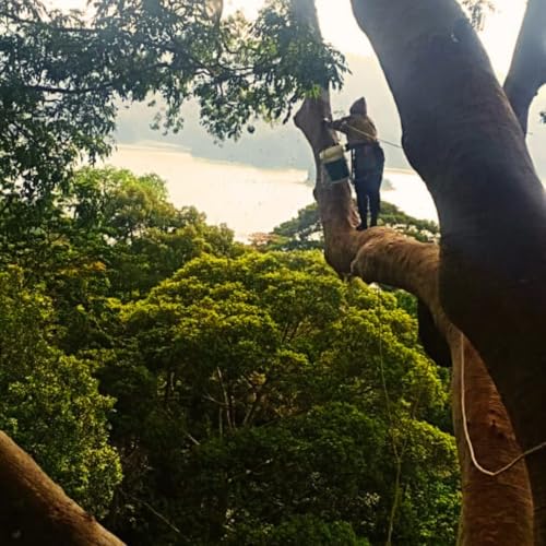 Image of Morning Root by Nirwana - Wild Bee Tualang Honey, Malaysian Rainforest Multifloral Honey, 325 g Glass Jar