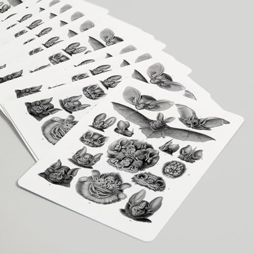 Baraja de cartas Art Forms of Nature, Chiroptera miniatura 5