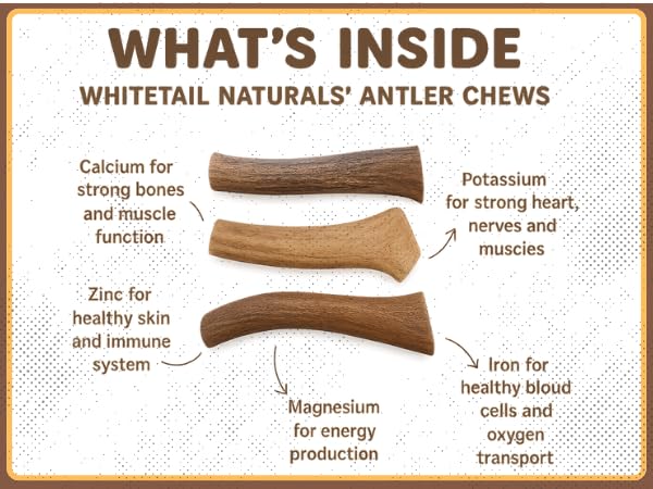 WhiteTail Naturals - Deer Antlers for Small Dogs - Naturally Shed Dog Antler, Long Lasting Chew Bone for Puppies and Smaller Breeds