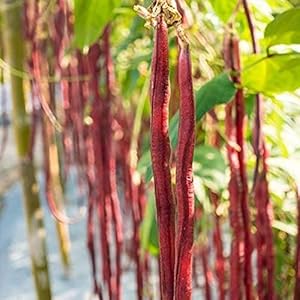 50 Stuks Jaarlijks Cowpea Zaden Heirloom Non-GMO Groene Groenten Voor Tuinieren Planten Snelle Groei Gemakkelijk Te…