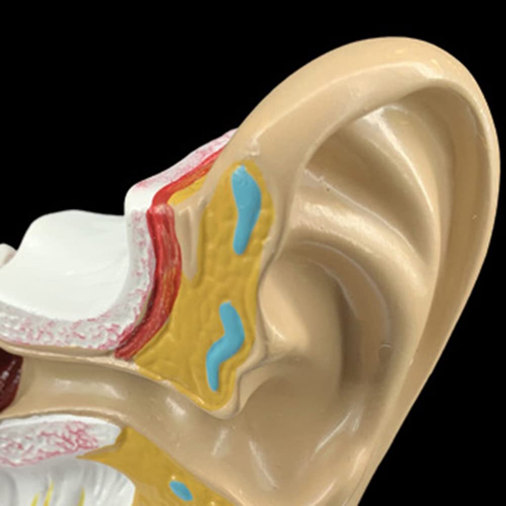 Modello anatomico di orecchio umano in plastica colorata HelloShop26