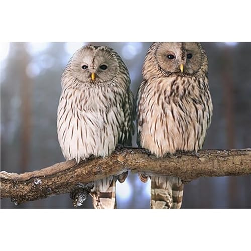 �W�O�\�[�p�Y���t�N���E�̖�300�s�[�X�Ƒ��̖�ɍœK�Ȓ���I�p�Y���A�z�[���f�R�A�A�[�g