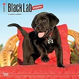 Labrador Retriever Puppies, Black 2017 Square