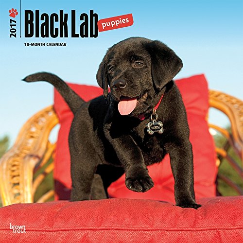 Labrador Retriever Puppies, Black 2017 Calendar