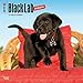 Labrador Retriever Puppies, Black 2017 Square