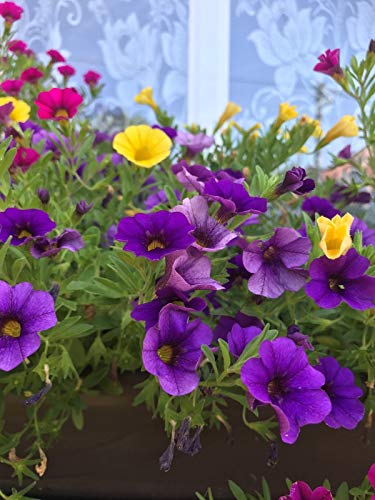 Semi Petunia Calibrachoa Blue Series 21 freschi e di qualità:Seeds