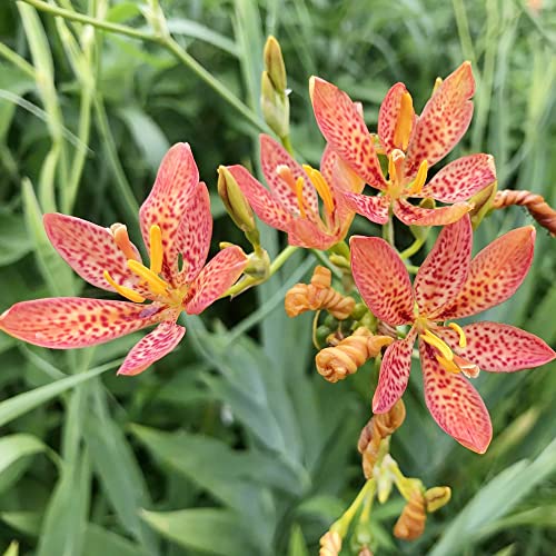 BlackBerry Lily Seeds Leopard Lily, Iris Domestica Perennial Fruit & Berries Low Maintenance Bed Border Outdoor 30Pcs Flower Seeds by YEGAOL Garden
