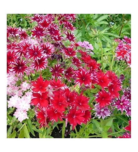 PREMIER SEEDS DIRECT - Phlox - CUSPIDATE Twinkle Mixed - 800 Flower Seeds