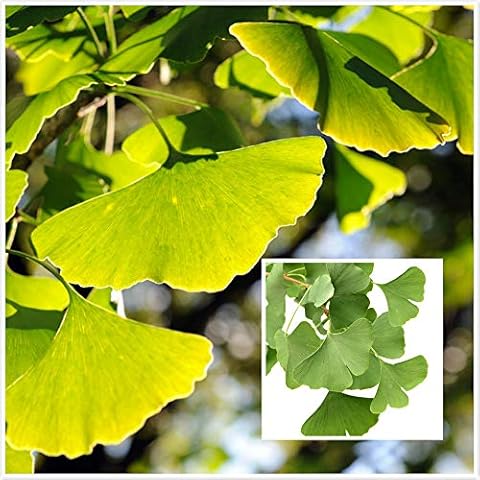 10Pcs Ginkgo Seeds Maidenhair Tree Perennial Heirloom Fruit Trees Seed for Planting Outdoors Easy to Plant Quality Wood Used As Furniture Decoration Cover