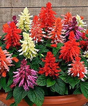 Semillas BloomGreen Co. Flor: Salvia-St. John jardÃn de invierno ...