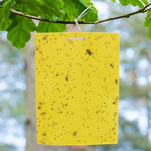 BestTrap ST2035 Sticky Traps, Flying Traps for Fruit Fly, Fungus Gnats, Aphids, Other Flying Insects, 6x8 Inch, 20 Pack - Yellow BestTrap ST2035 Sticky Traps, Flying Traps for Fruit Fly, Fungus Gnats, Aphids, Other Flying Insects, 6x8 Inch, 20 Pack - Yellow