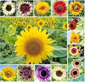 Mrrtime 1000 Stk Sonnenblumen Samen Set