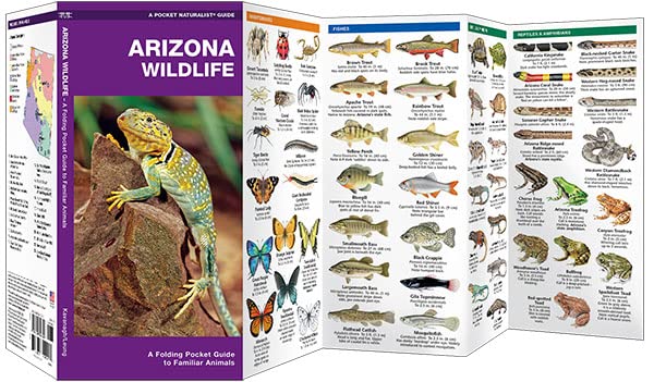 Arizona Wildlife: A Folding Pocket Guide to Familiar Animals (Nature Observation North America) - Image 2