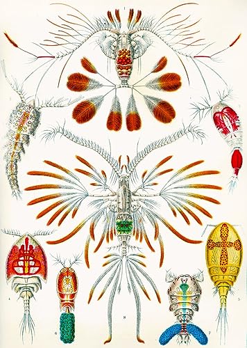 Illustration des Copépodes par Adolphe Millot Poster Impression Toile 60x90cm
