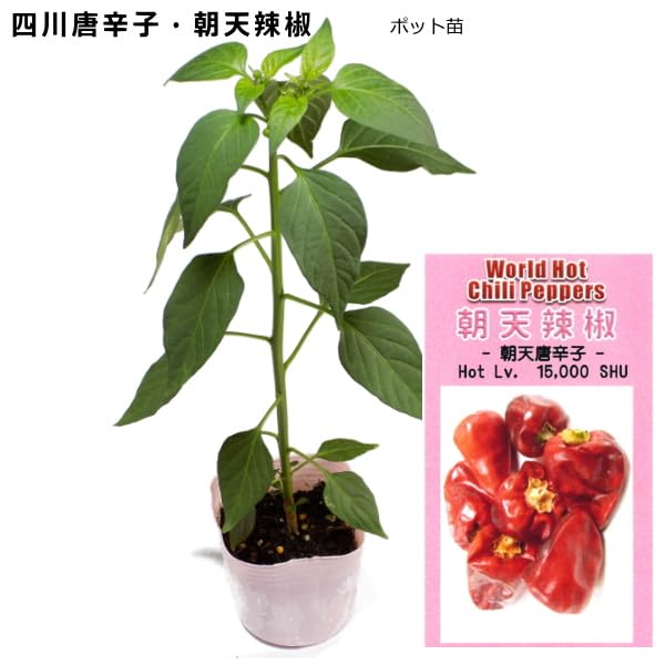 Amazon.co.jp: ホットペッパー 朝天唐辛子 チョウテン トウガラシ 9cm