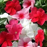 Outsidepride Periwinkle Ground Cover Plant Flower Seed Mix - 2000 Seeds