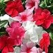 Outsidepride Periwinkle Ground Cover Plant Flower Seed Mix - 2000 Seeds