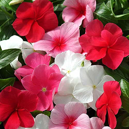 Outsidepride Mix Periwinkle Seeds for Planting 2000 Pcs Annual Fast-Blooming Heat & Drought Tolerant Vinca Flower Seeds with Vibrant Colors Ideal for Gardens Beds Borders & Containers