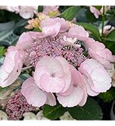 Amazon.co.jp: 予約販売 ラナンキュラス ラックス 苗 ヘラ 10.5cm