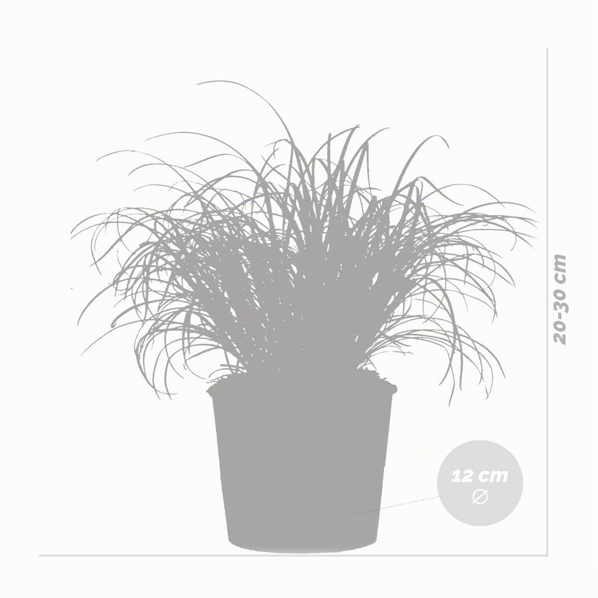 Bloomique - Set de 3 - Cyperus ‘Zumula’ - Hierba para gatos - Planta de interior - Apta para mascotas - Altura 20-30 cm - Maceta 12 cm