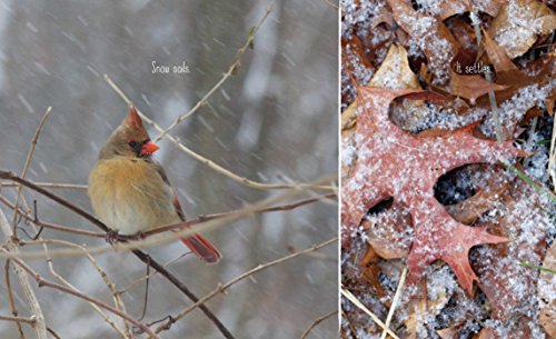 Best in Snow (Weather Walks) - Thumbnail 6
