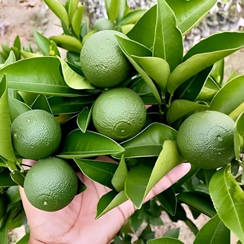 Image of Zoropic Enterprise Malta Lemon (Sweet Lime /Mosambi) Live Fruit Plant | Citrus Sweet Lime Tree Sapling for Home Garden, Balcony, Terrace & Outdoor Plantation | Tropical Fruit Plant