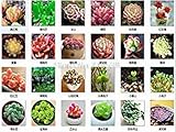 Vista Vente chaude 5 Pcs Sedum Rubrotinctum Succulent Graines Maison Jardin Hardy Et Trã¨s Jolie En Pot Graine De Plant Bonsaï