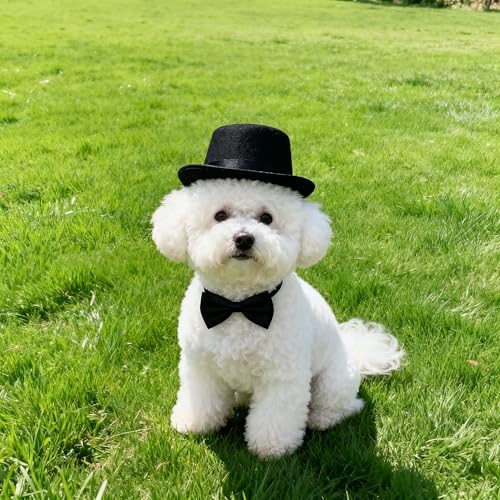 Accesorios formales para mascotas Qiansail, set 2 piezas negro miniatura 7