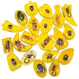 ibasenice Bernstein-Insekt 20 Stück Bunte Bernstein-Insekten-AnhäNger FüR Kinder – Kreatives Lernspielzeug Zur FöRderung Von Wissenschaftsinteresse Und Dekoration FüR Geschenke Und Outdoor-AktivitäTen