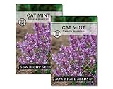 Sow Right Seeds - Catmint Seeds for Planting - Perennial Cat Mint Plant - Easy to Grow Nepeta for Attractive Garden - Ideal for Pollinators - Heirloom Non-GMO Variety - Indoor or Outdoor Growing (2)