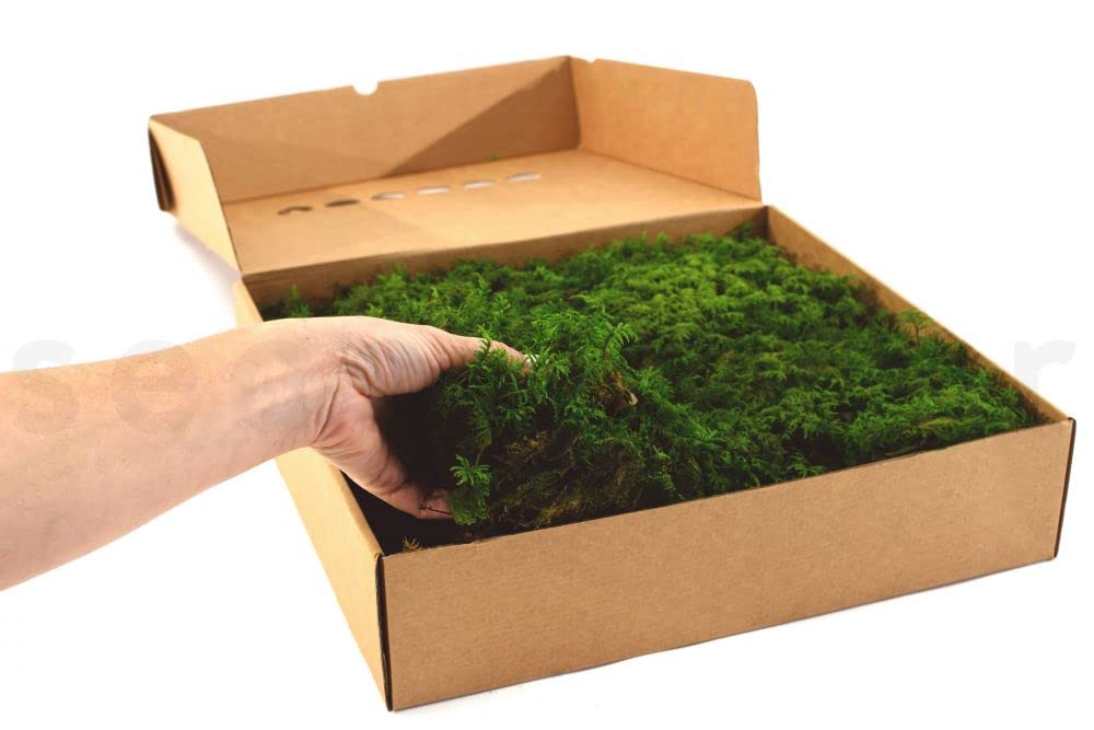 Musgo Preservado Extra | Envase 500 Gramos | Musgo Verde Natural | Musgo Seco para Decorar