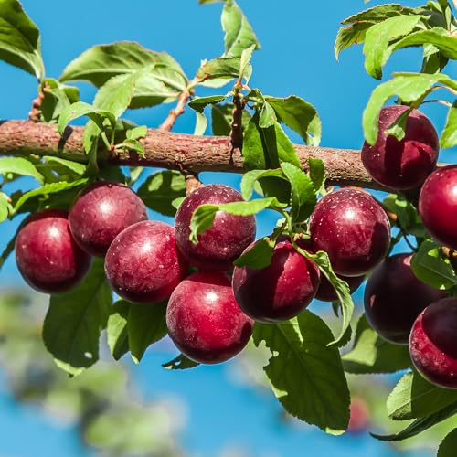 Au Producer Plum Tree, Reliable, High-Yielding Plum with Exceptional Flavor, 1-2 ft Tree Height, in 1 gal. Grower Pot (Due to Agricultural Laws, we Cannot Ship to CA, AZ, AK, or HI)