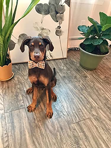 Elegant little tail Hundehalsband, Komfortables Hundehalsband mit Schleife, Herbst Haustierhalsband Verstellbare Hundehalsbänder für kleine, mittlere und große Mädchen- oder Jungenhunde