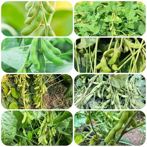 semillas de frijol edamame - Plantas raras - semillas de hortalizas orgánicas plantas en maceta camas elevadas para jardín semillas de frijol de techo verde semillas de hierbas plantas 45pcs