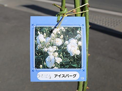 Amazon バラ苗 つるバラ バラ アイスバーグ つる性 10 5ｃｍポット 2本セット 植木