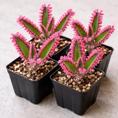 4 Pack Pink Mother of Millions Live Plant 2 Inch Pot Kalanchoe Delagoensis Starter Succulent Easy Care Indoor Outdoor Houseplant Fast Growing Self Propagating Unique Gift Rare Succulent Plant
