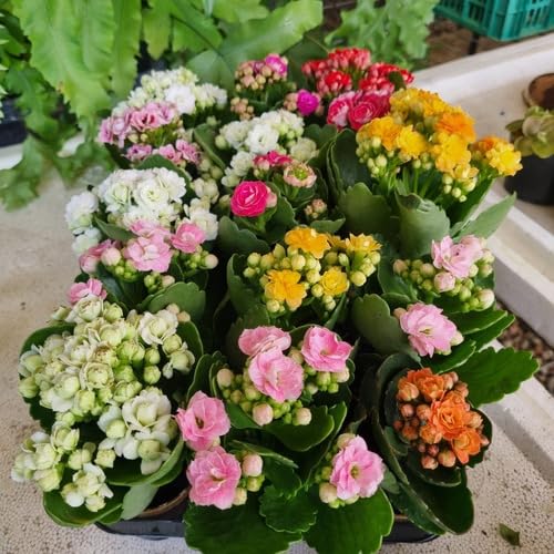 Muda C/15 Kalanchoe Coloridas Suculenta C/vasinho Presente