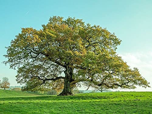 Imballaggio e Spedizione - La pianta viene preparata e imballata con attenzione dal nostro personale, per accompagnarla al meglio durante il trasporto. La spedizione avviene tramite corrieri selezionati in base alla tipologia del prodotto.