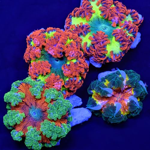 Rock Flower Anemone Live Coral Pack