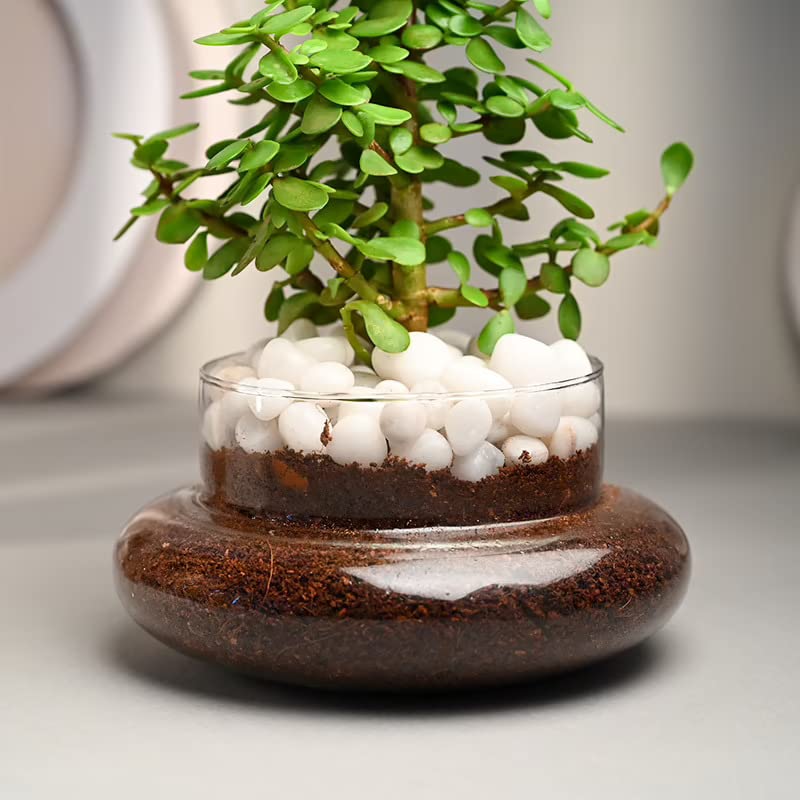 "Bring Nature Indoors: Green Jade Air Purifying Plant with Elegant Glass Pot - Perfect Décor for Your Home and Office! Order Now for Same Day Delivery!" "Bring Nature Indoors: Green Jade Air Purifying Plant with Elegant Glass Pot - Perfect Décor for Your Home and Office! Order Now for Same Day Delivery!"