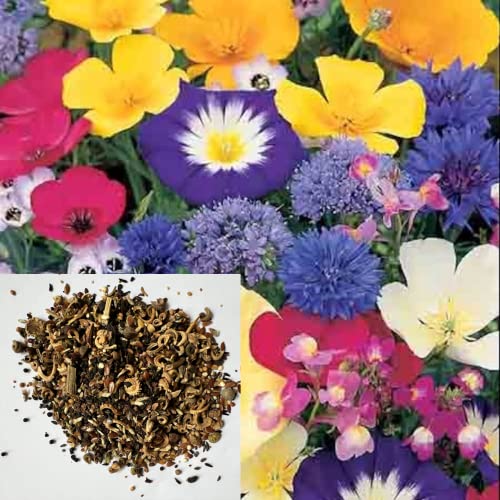Dwarf Wild Flower Seeds Mix UK to Attract Butterfly Mix -Annual Flowers Garden School Gift Bag -...