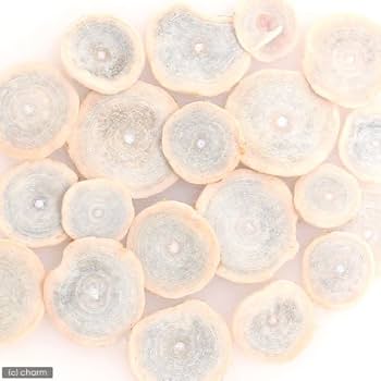 古い虫喰いの水盤 古い虫喰いの水盤 昭和レトロ 虫喰い水盤 骨董品 古道具 花器