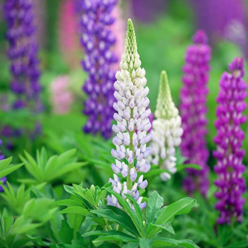 500 Seeds Mischung Lupinensamen Blumensamen Lupinen Samen Wildblumensamen...