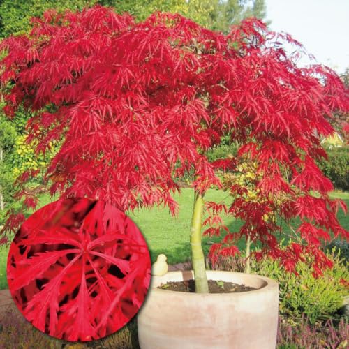 花木苗 しだれ紅葉 ガーネット 1株 / 国華園 25年秋商品のサムネイル